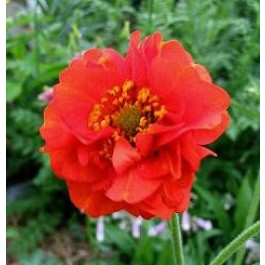 Nagelkruid _Geum_chiloense_Mrs.Bradshaw 