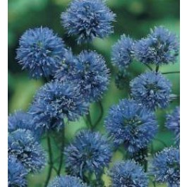 Gilia_Queen_Anne's_Thimbles