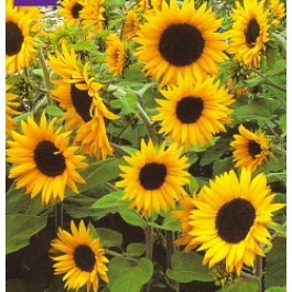 Helianthus_annuus_Little_Dorrit_zonnebloem