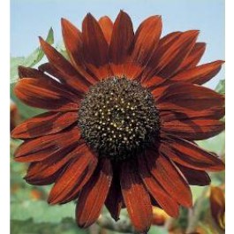 Zonnebloem_Helianthus_annuus_Velvet_Queen