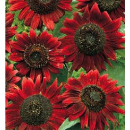 Zonnebloem_Helianthus_annuus_Red_Sun