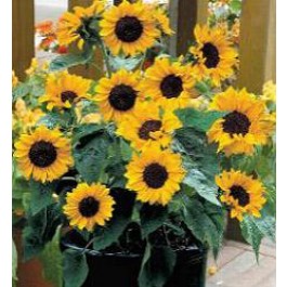 Zonnebloem_Helianthus_annuus_Baby_Face