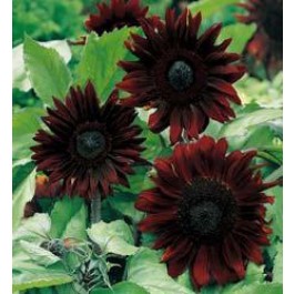 Helianthus annuus Black Magic F1