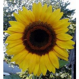 Helianthus_annuus_Giant_Single_Zonnebloem