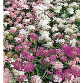 Schermscheefbloem_Iberis_umbellata_Fairy