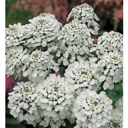 Iberis_amara_coronaria_Empress_Scheefbloem