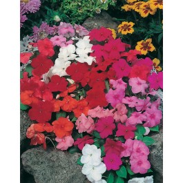 Impatiens-walleriana_safari