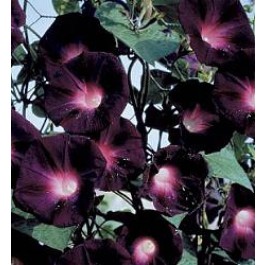 Klimmende_Winde_Ipomoea_purpurea_Kniola's_Black