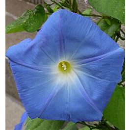 Klimmende_Winde_Ipomoea_tricolor_Heavenly_Blue