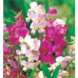 Siererwt_Lathyrus_latifolius_Everlasting_Mix