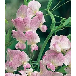 Lathyrus latifolius Pink Pearl