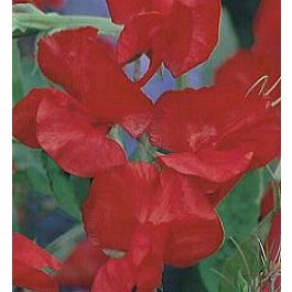 Siererwt_Lathyrus_odoratus_Firebrand