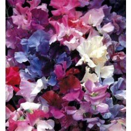 Lathyrus odoratus, Horizon mix