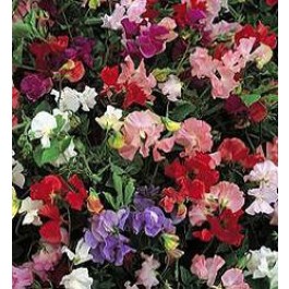 Lathyrus odoratus Patio Mix