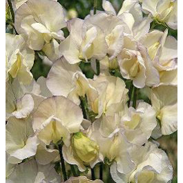 Lathyrus odoratus. Old Times