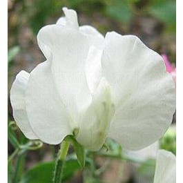 Lathyrus_odoratus_Swan_Lake_witte_siererwt