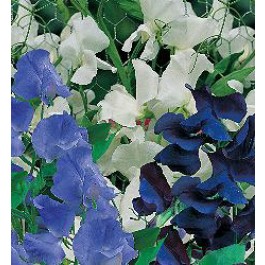 Lathyrus_odoratus_Skylark_Mix _Siererwt