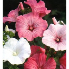 Lavatera_trimestris_Pastel_Mix_malva