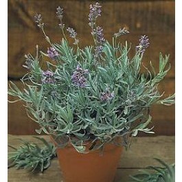 lavendel_Lavandula_angustifolia_Munstead_Strain
