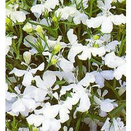 Lobelia erinus pendula White Fountain