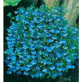 Lobelia_erinus_compacta_Cambridge