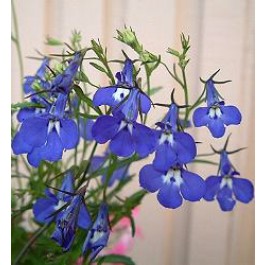 Lobelia_erinus_pendula_Sapphire
