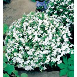 Lobelia_erinus_compacta_White_Lady