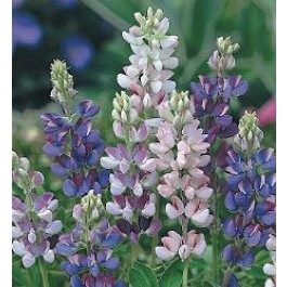 Lupinus_hartwegii_Pixie_Delight 