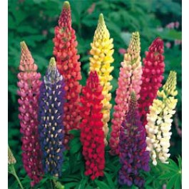 Lupinus_polyphyllus_Russell_Hybrids