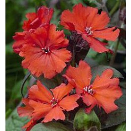 Lychnis haageana Molten Lava