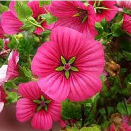 Malope_trifida_Vulcan