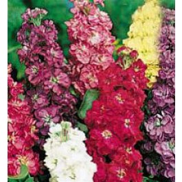  violier_Matthiola_incana_Ten_Week_gemengd
