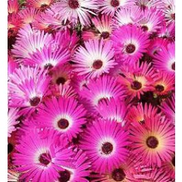 Mesembryanthemum gramineus African Dream