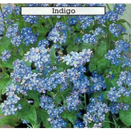 Vergeet–mij–nietje_Myosotis_sylvatica_Indigo