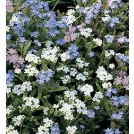 Myosotis sylvatica mix