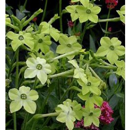 Siertabak _Nicotiana_sanderae_Lime_Green