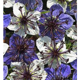 Juffertje_in't_groen_Nigella_papillosa_Musical_Prelude