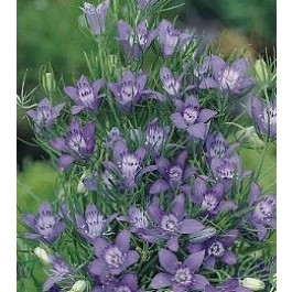 Nigella_garidella_Blue_Stars