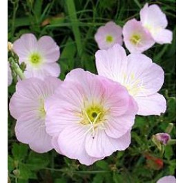 Oenothera speciosa Silky Orchid