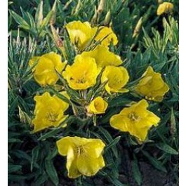 teunisbloem_Oenothera_missouriensis