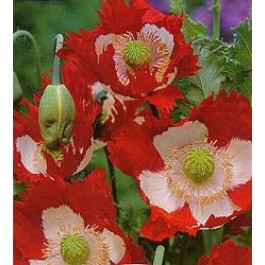 Klaproos_Slaapbol_Papaver_somniferum_Victoria_Cross - 