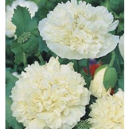 Papaver_somniferum_paeony_Cream_Bolpapaver