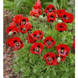 Papaver commutatum Lady Bird