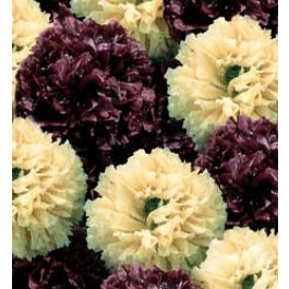 Papaver_somniferum_paeony_Musical_Score _bolpapaver