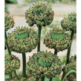 Papaver_somniferum_Hen&Chickens
