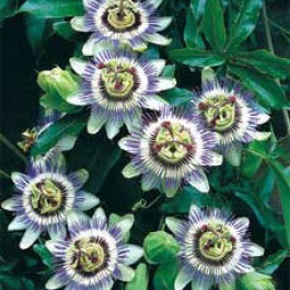 Passiflora caerulea