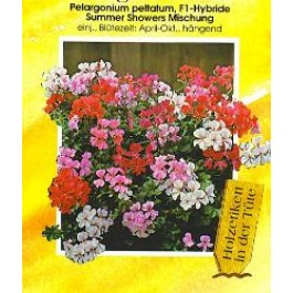 hanggeranium_Pelargonium_peltatum_Summertime