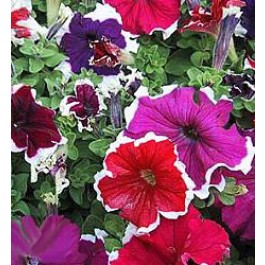 Petunia_grandiflora_Frost_Mix