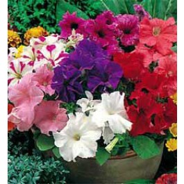 Petunia_grandiflora_F1_Special_mix_J00477