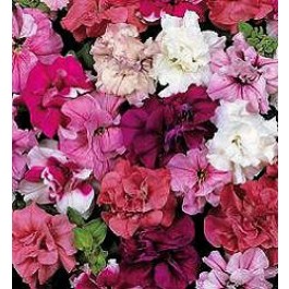 Petunia Duo Mixed F1